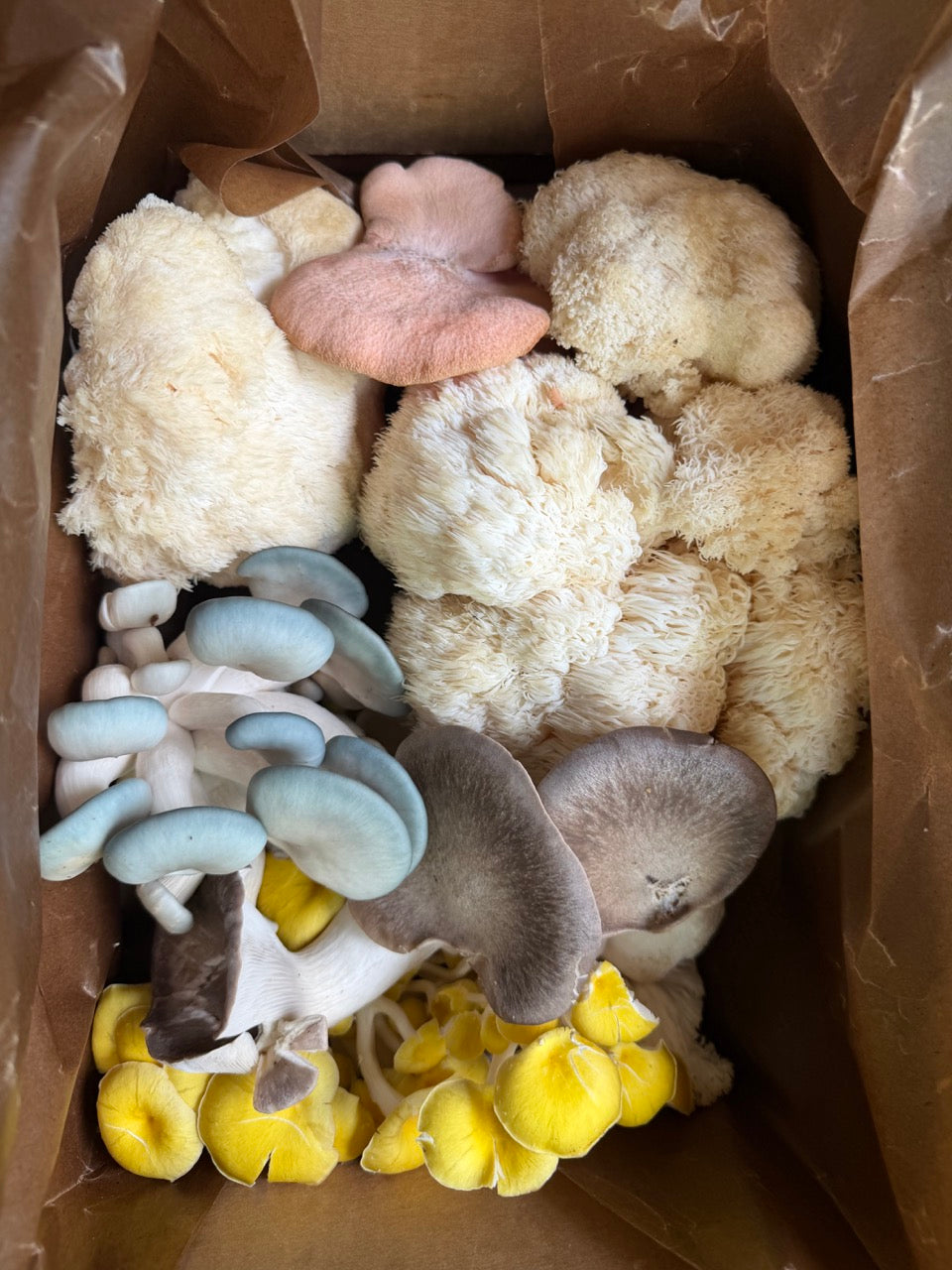 Lion’s Mane & blue oysters, fresh picked
