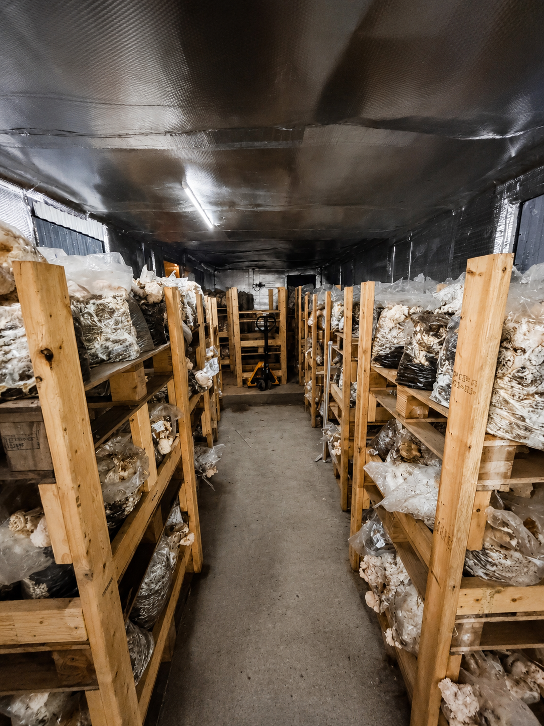 Where the mushrooms grow
