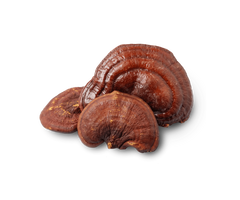 Reishi Mushrooms Dried Whole