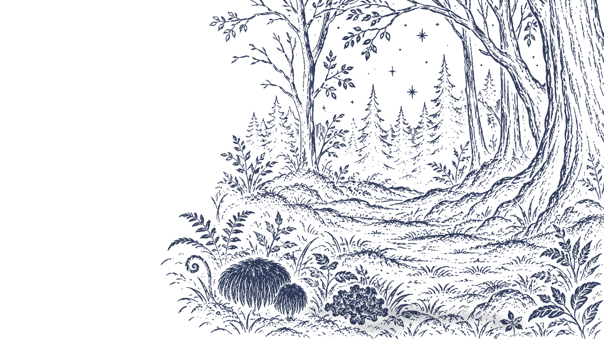 An engraved Appalachian forest clearing