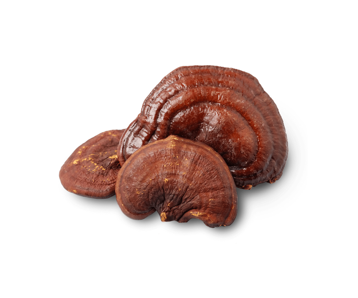 Whole dried Reishi mushrooms from Mushroom Maiden Farm